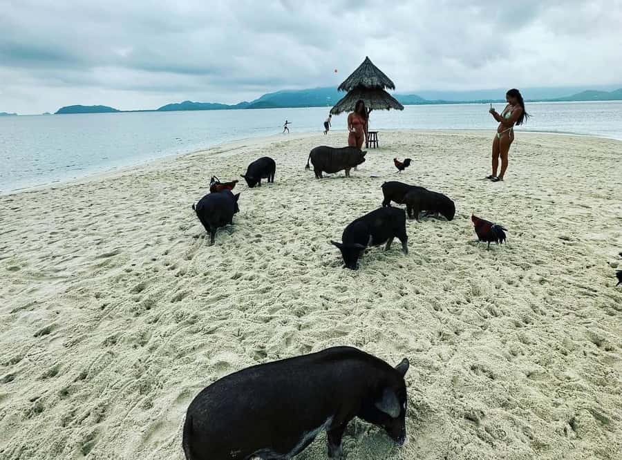 Koh Samui: Jetski Safari, Snorkeling to Pig & Virgin Islands - What to bring, and the small extras that keep the day smooth