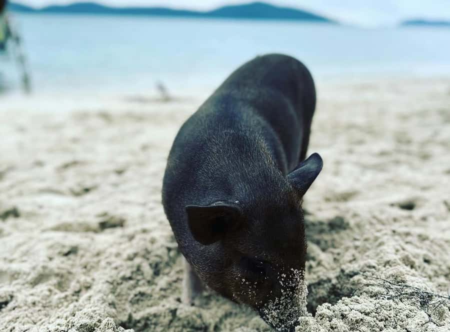 Koh Samui: Jetski Safari, Snorkeling to Pig & Virgin Islands - Pickup and the 150-minute plan: how the day flows
