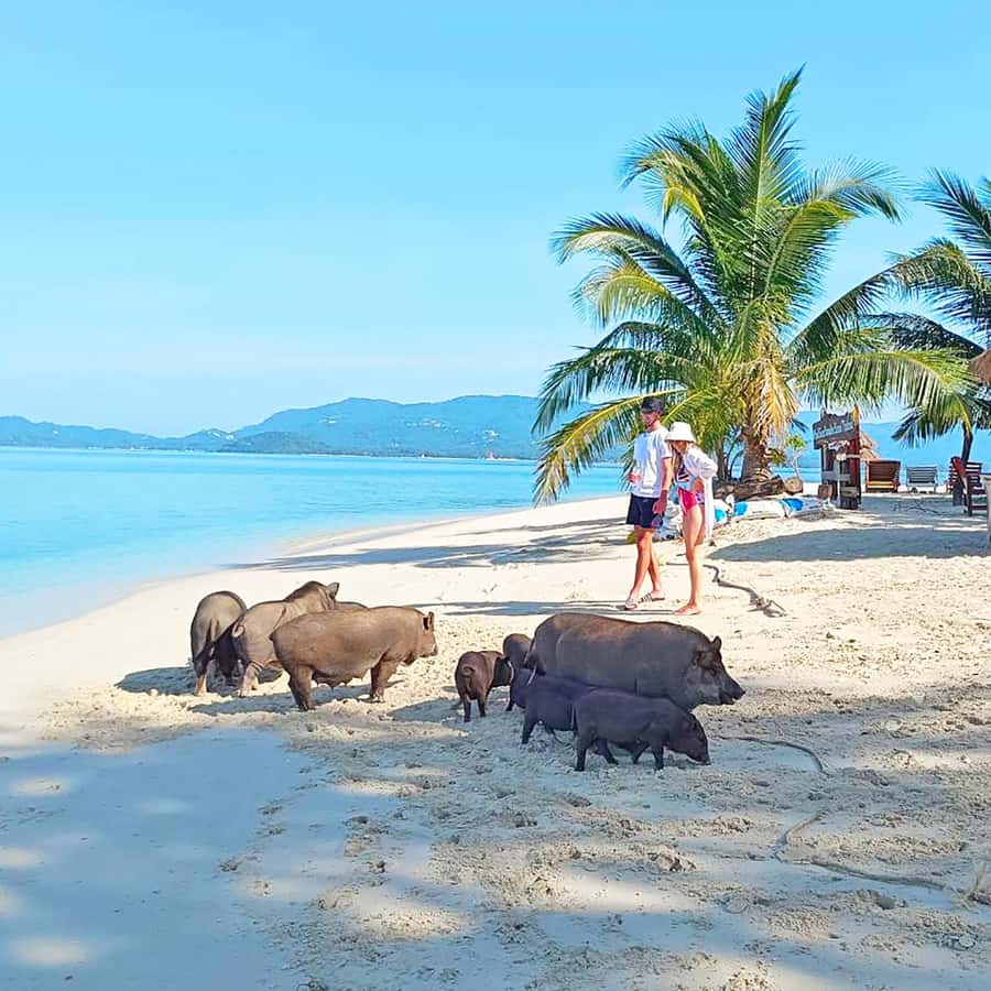 Koh Samui: Koh Mudsum & Koh Tan by Longtail Boat with Lunch - Koh Mudsum: pig beach time, swimming, and what the island really feels like