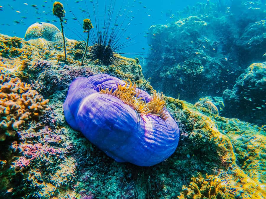 Koh Samui: Koh Tao and Nangyuan Snorkeling Tour with Lunch - Key highlights