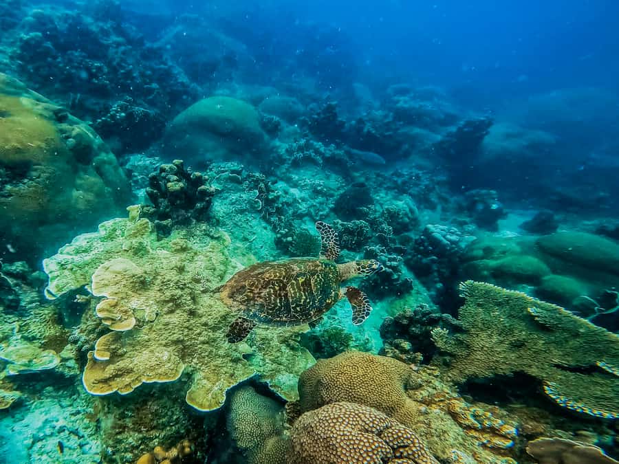 Koh Samui: Koh Tao and Nangyuan Snorkeling Tour with Lunch - What’s included, what’s optional, and how to pack like a pro