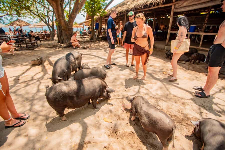 Koh Samui: Pig Island & Koh Tan Speedboat Tour with Lunch - Pig Island: why feeding pigs is the main character of this tour