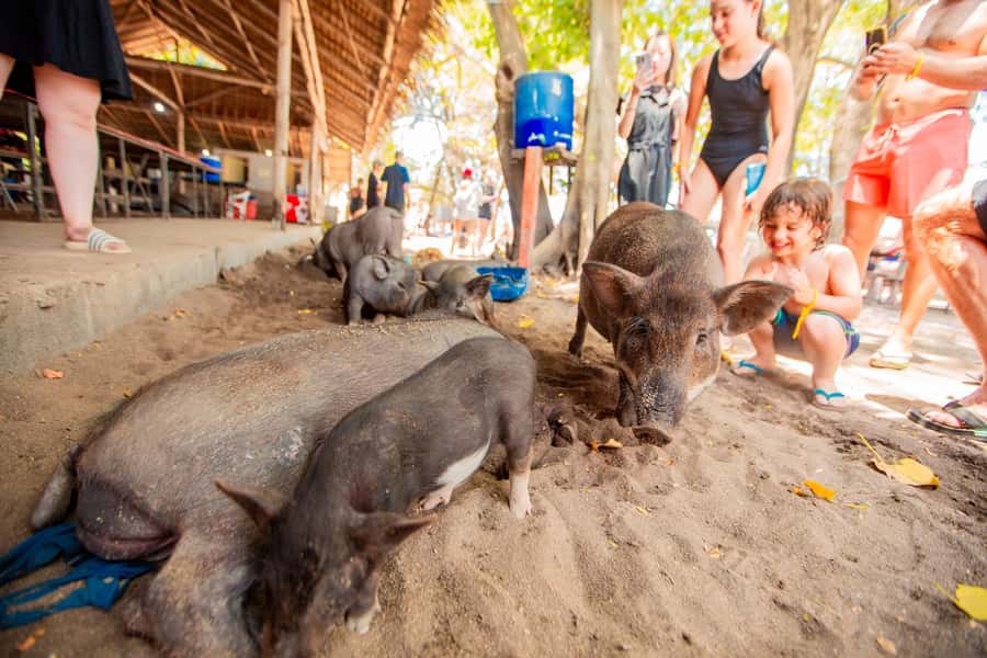 Koh Samui: Pig Island & Koh Tan Speedboat Tour with Lunch - Lunch at Thong Krut Pier: Thai food plus enough time to cool off
