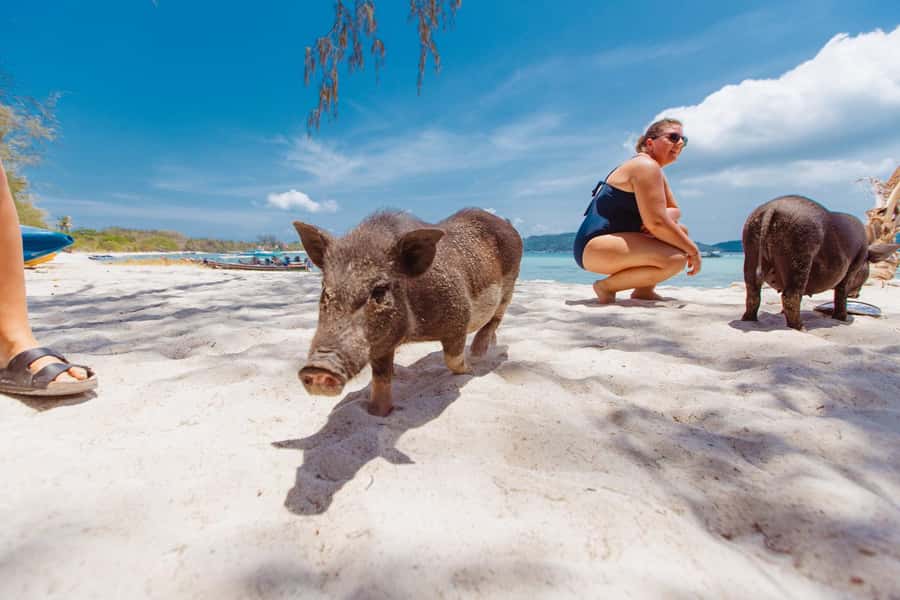 Koh Samui: Pig Island Private Longtail Boat Tour - Should you book this Pig Island longtail boat tour?