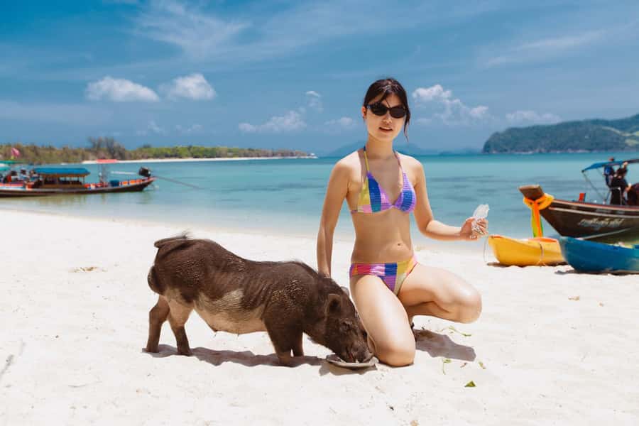 Koh Samui: Pig Island Private Longtail Boat Tour - Pig Island: swimming pigs, photos, and how to dodge the crowd