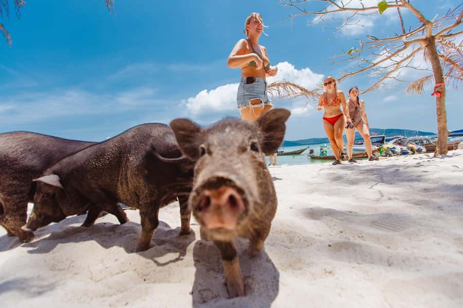 Koh Samui: Pig Island Private Longtail Boat Tour - Koh Taen snorkeling: what the clear water gives you