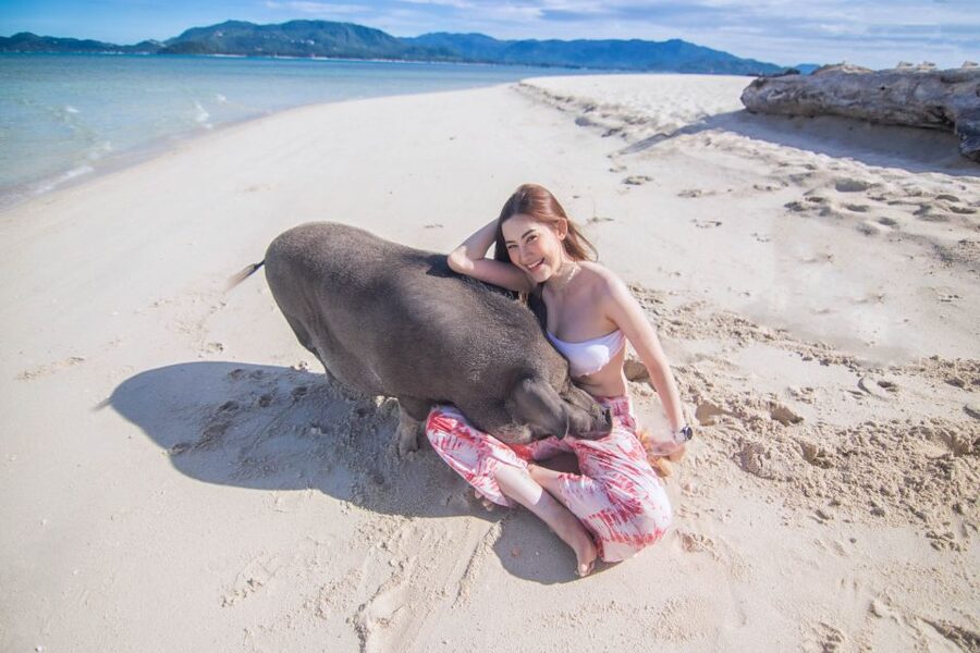Koh Samui: Pig Island Tour by Speedboat with Snorkeling - What $49 includes, and why it feels fair for a half-day