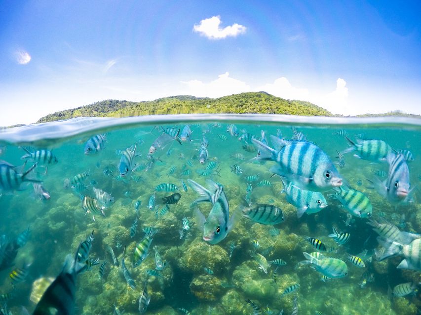 Koh Samui: Pig Island Tour by Speedboat with Snorkeling - Koh Madsum Pig Island: swimming, shade, and pig photo etiquette
