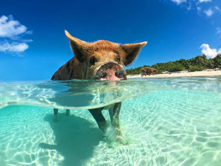 Koh Samui: Pink Dolphin, Pig Island, and Snorkeling Day Trip - How This Koh Samui Speedboat Loop Actually Flows