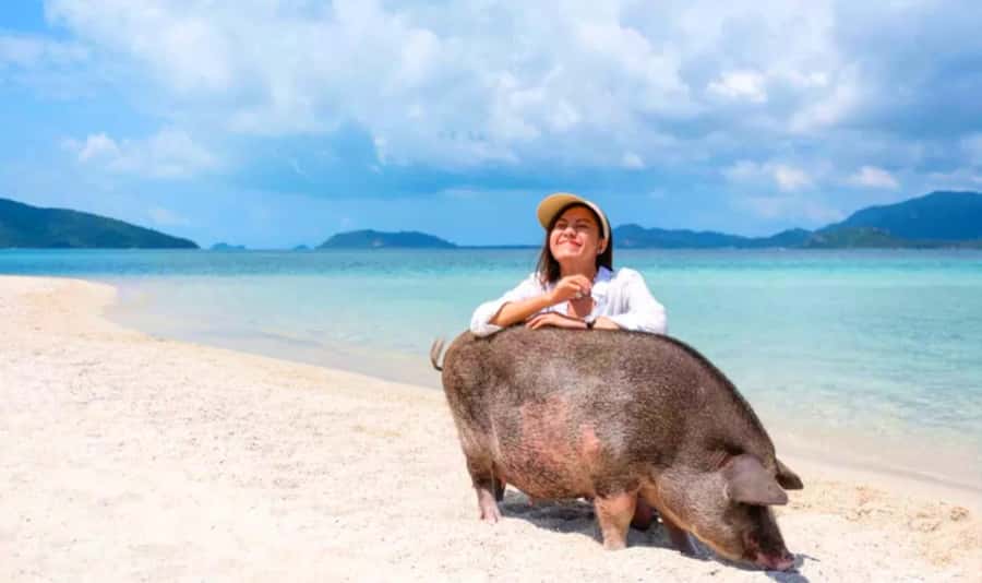 Koh Samui: Pink Dolphin, Pig Island, and Snorkeling Day Trip - Lunch in the Middle: Thai Beach Food Plus a Breather