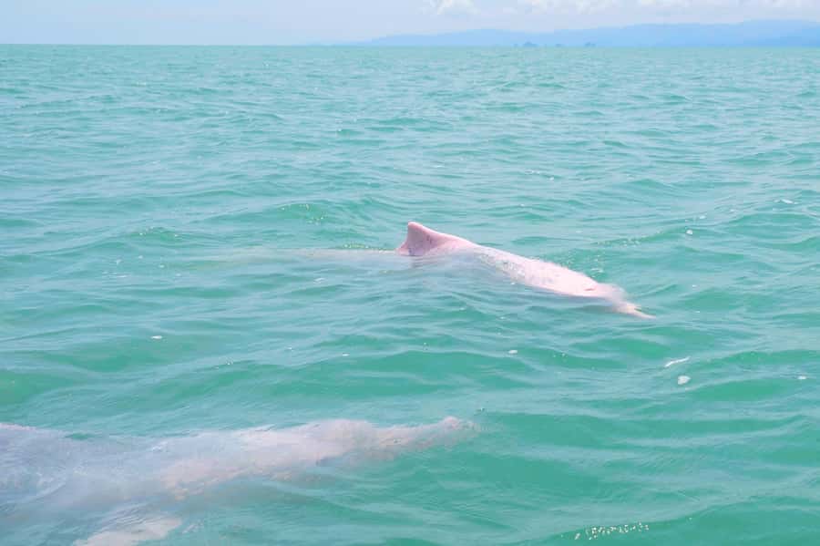 Koh Samui: Pink Dolphin, Pig Island, and Snorkeling Day Trip - Koh Taen Snorkeling: Coral Reefs, Fish, and Variable Visibility
