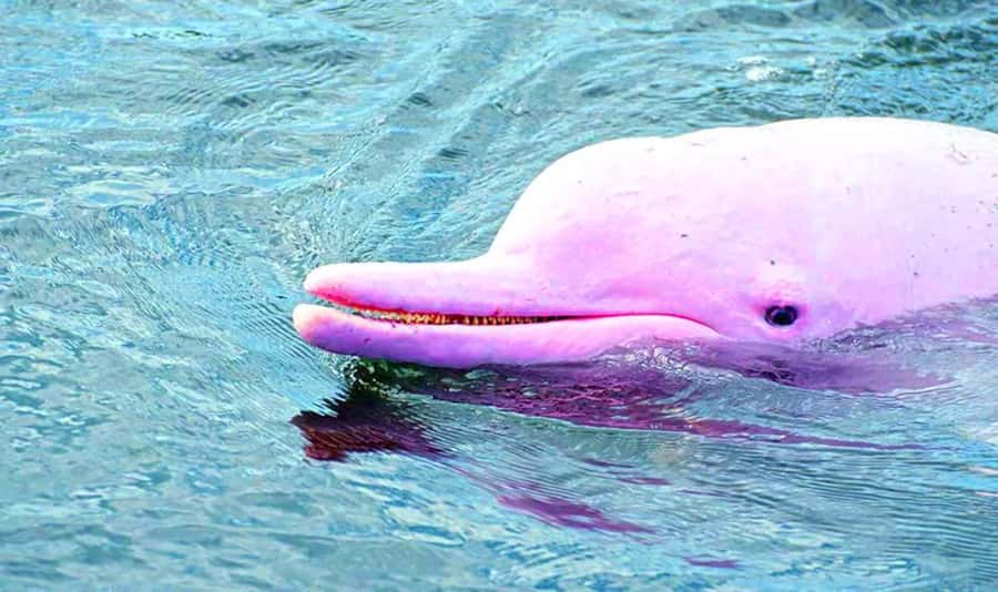Koh Samui: Pink Dolphin, Pig Island, and Snorkeling Day Trip - Practical Packing Tips That Actually Help