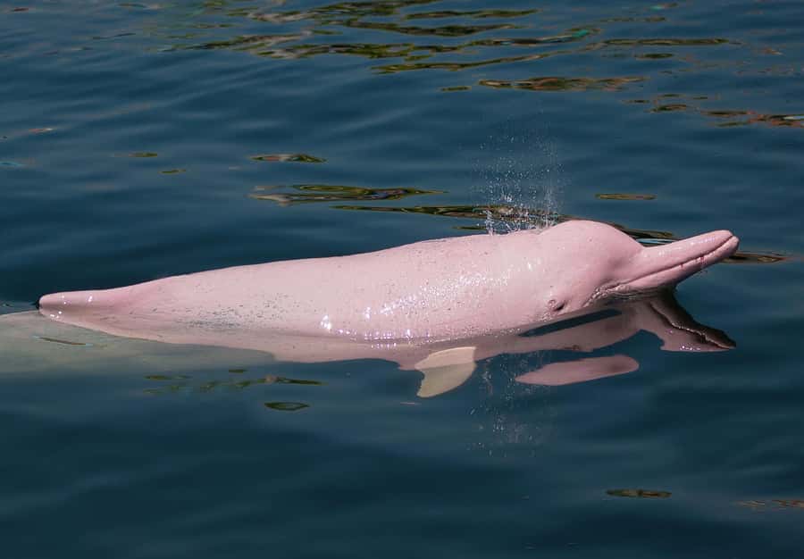 Koh Samui: Pink Dolphin Spotting & Pig Island Speedboat Tour - Price and Value: Is $72 Worth It for Your Priorities?