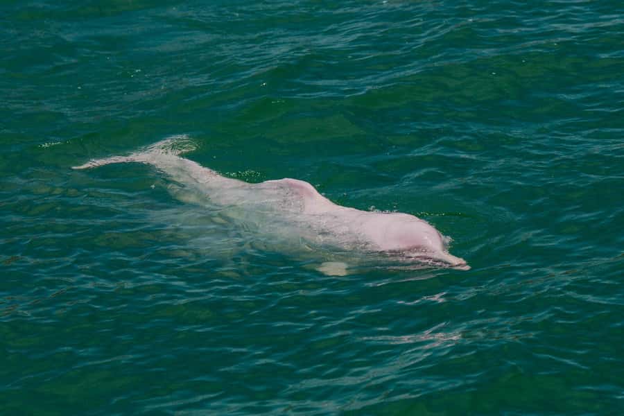 Koh Samui: Pink Dolphin Spotting & Pig Island Speedboat Tour - Practical Tips So Your Day Goes Smooth