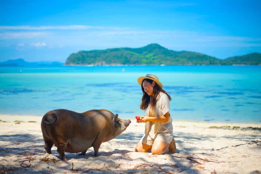 Koh Samui: Private Longtail Boat to Pig Island with Snorkel - Key Points at a Glance