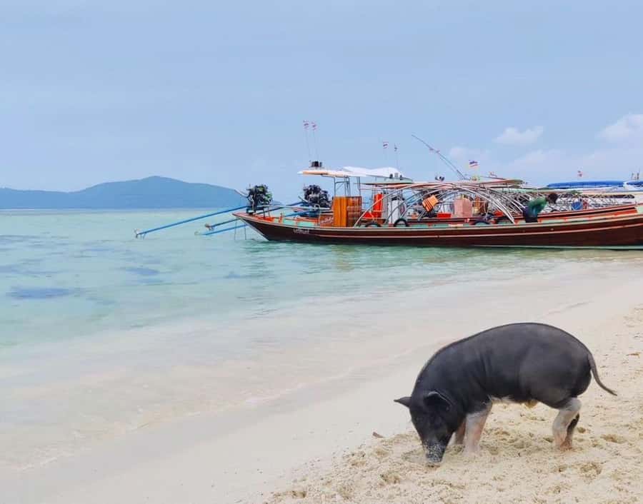 Koh Samui: Private Longtail Boat to Pig Island with Snorkel - Tips That Make a Big Difference