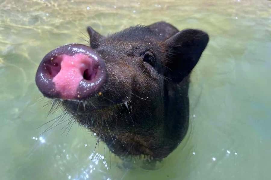 Koh Samui: Private Longtail Boat to Pig Island with Snorkel - Koh Tan Snorkeling: Fun If the Sea Conditions Let You