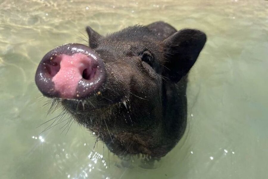 Koh Samui: Private Longtail Boat to Pig Island with Snorkel - Koh Madsum (Pig Island): The 2.5 Hours That Make the Trip
