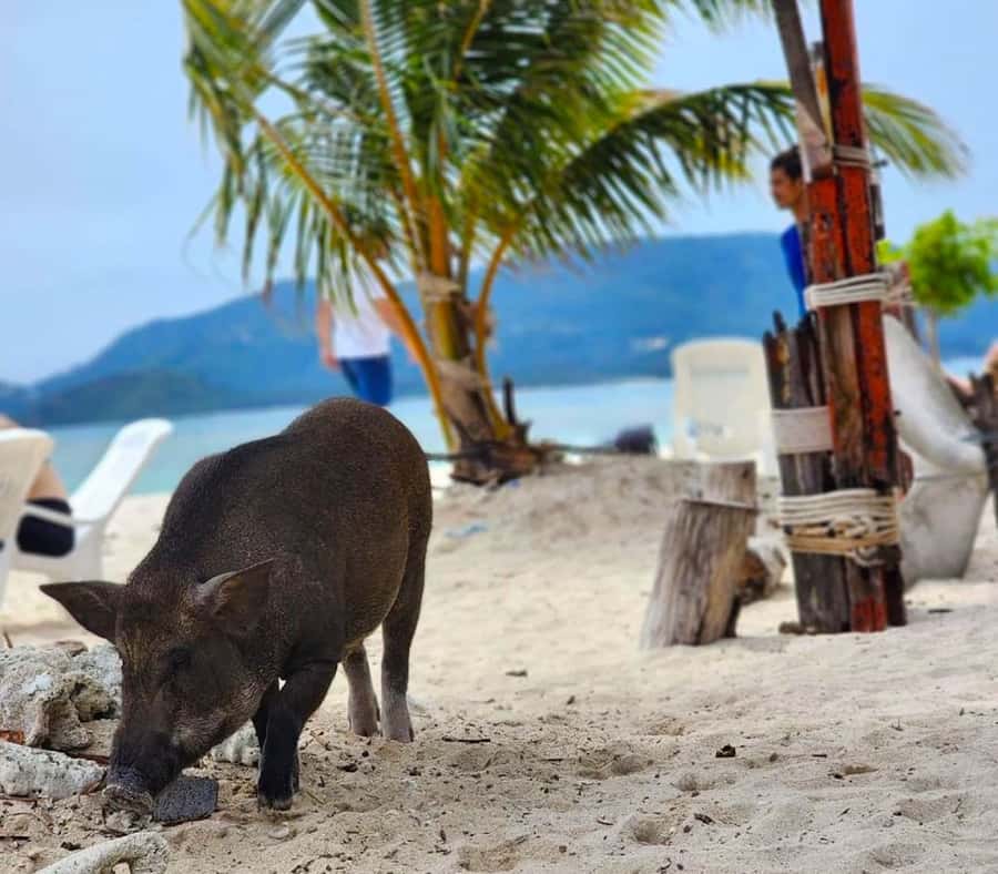 Koh Samui: Private Longtail Boat to Pig Island with Snorkel - The Longtail Boat Ride: Simple, Scenic, and Often Photo-Friendly