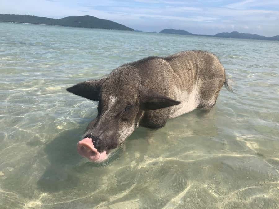 Koh Samui: Sunset Pig Island and Snorkeling Koh Tan w/Dinner - A well-timed 7-hour Koh Samui sunset plan