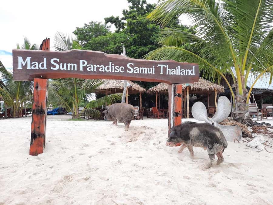 Koh Samui: Sunset Pig Island and Snorkeling Koh Tan w/Dinner - The value question: does $48 make sense for this Koh Samui loop?