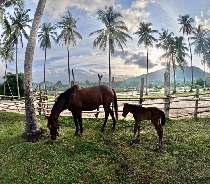 Koh Samui: Sunset Trail Horse Riding on The Beach - Who Should Go, and Who Should Skip This Ride