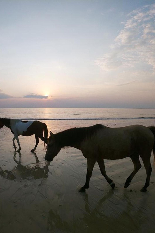 Koh Samui: Sunset Trail Horse Riding on The Beach - Price and Value: Is $103 Worth It?