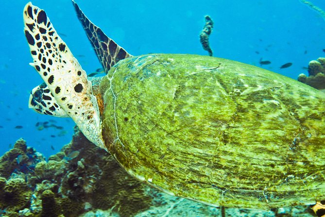 Koh Tao and Koh Nang Yuan Snorkel Tour (Speedboat from Koh Samui) - Speedboat Day Trip Value From Koh Samui
