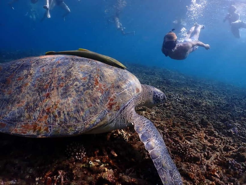 Koh Tao: Golden Hour Getaway – Your Late Start to Paradise - Key takeaways before you go