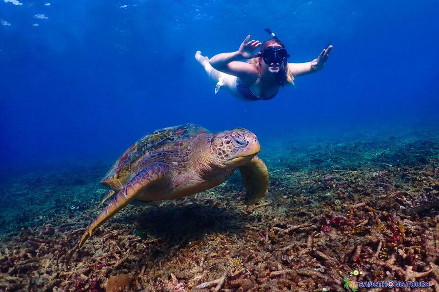 Koh Tao: Islands Snorkeling Highlights Day Tour & Lunch - Shark Bay: a real wildlife target, plus the calm swim time