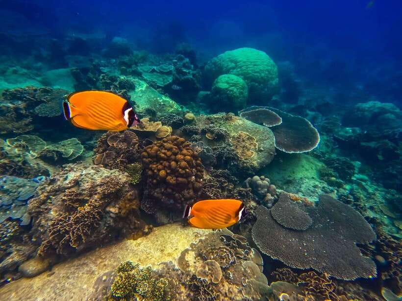 Koh Tao: Koh Nangyuan & Hidden Bays Snorkeling Tour w/ Lunch - How the guides run the snorkel sessions: safety plus the turtle hunt