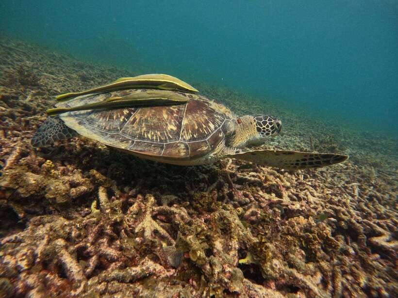 Koh Tao: Koh Nangyuan & Hidden Bays Snorkeling Tour w/ Lunch - What you eat and drink on the boat (and why it matters)