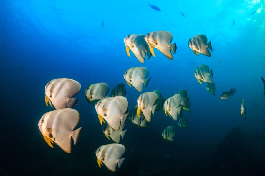 Koh Tao: PADI Premium Open Water Diver Course - Koh Tao PADI Open Water Diver Course, the practical version