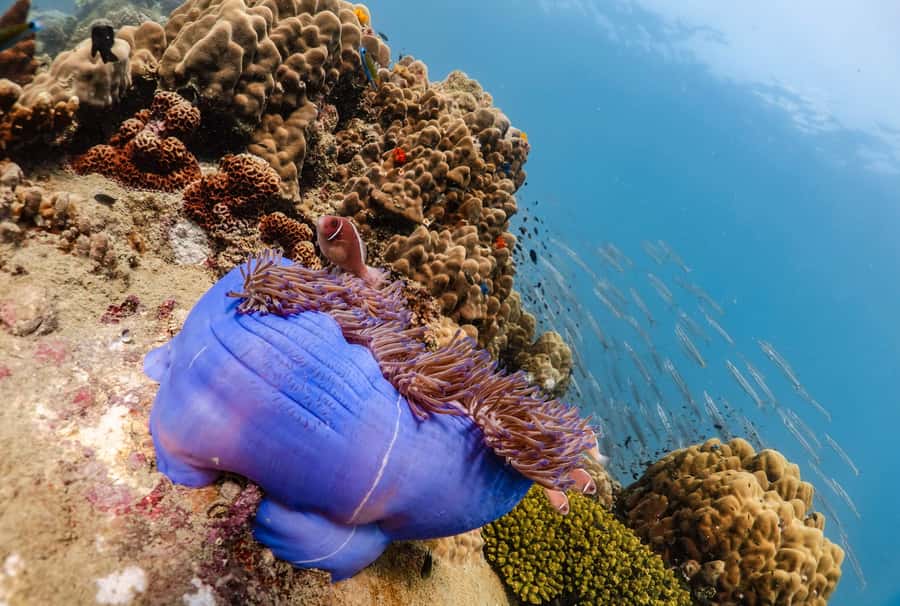 Koh Tao: PADI Premium Open Water Diver Course - Theory day 2: E-learning that you can actually finish