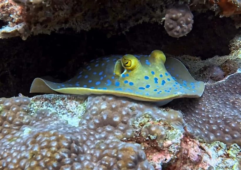 Koh Tao: PADI Try Diving Experience - Safety, medical forms, and the “no flying” rule