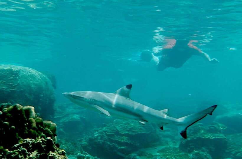 Koh Tao: Premium Snorkel Tour to Koh Nangyuan Bays by Oxygen - Lunch and snacks on board: vegan and chicken, plus real day-long fuel