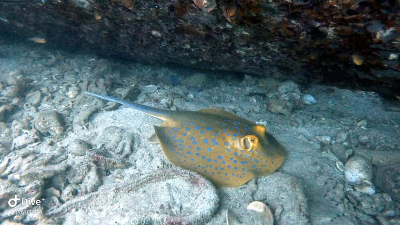 Koh Tao: Snorkeling and Sunset Tour - Key Highlights You Should Care About