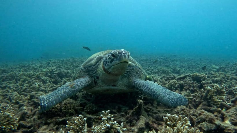 Koh Tao: Snorkeling and Sunset Tour - The Big Hook: Sunset Snorkeling on Koh Tao for Sea Turtles and Blacktip Sharks