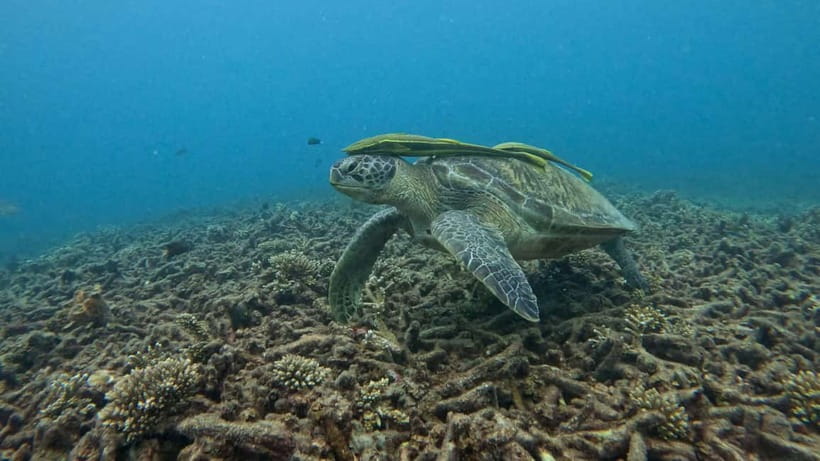 Koh Tao: Snorkeling and Sunset Tour - Two Snorkel Spots, Not One: How the Reefs Change the Experience