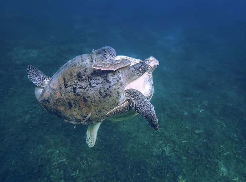 Koh Tao: Snorkeling Trip to Nang Yuan Island & Hidden Bays - Mango Bay lunch and downtime so you do not burn out