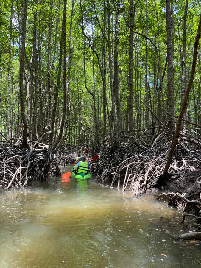 Koh Yao Yai: Klong Hia Mangrove Kayaking - Kayaking Through Koh Yao’s Mangrove Roots and Canal Curves
