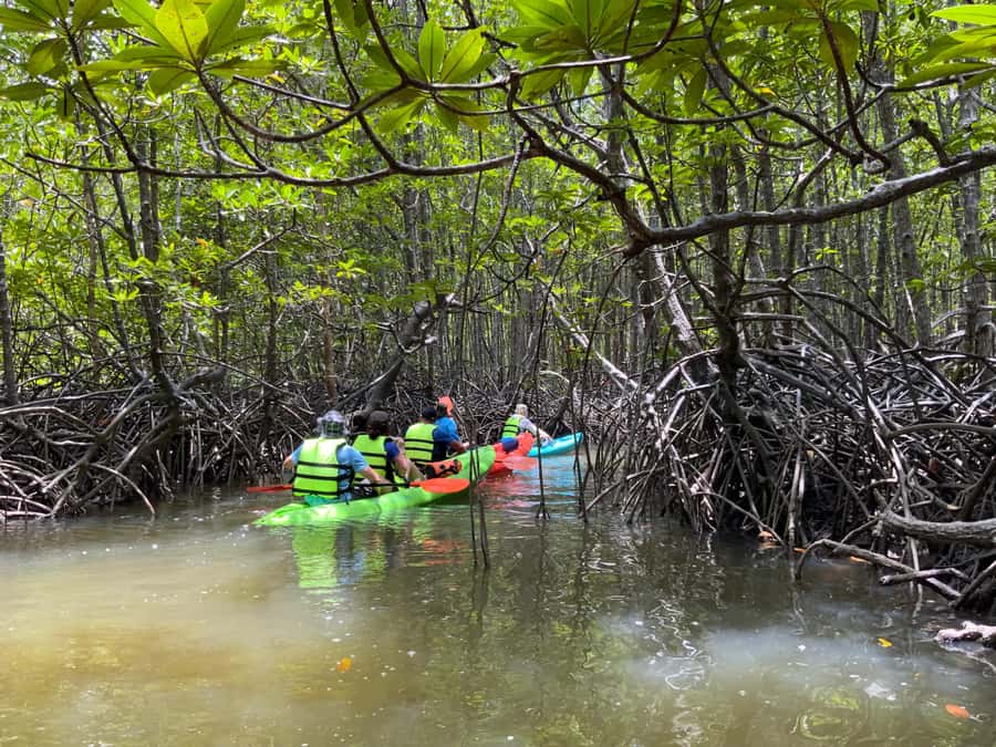 Koh Yao Yai: Klong Hia Mangrove Kayaking - Lunch at Seaview Restaurant: Thai Flavors With a Mangrove Story
