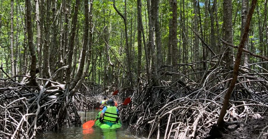 Koh Yao Yai: Klong Hia Mangrove Kayaking - Price and Value: Is $83 a Good Deal for 3 Hours?