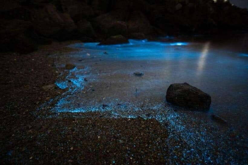 Krabi: 7-Island Tour by Longtail Boat with Sunset - Sunset, dinner, and the bioluminescent plankton stop