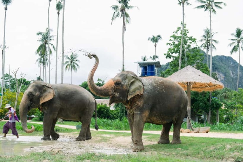 Krabi: Ao Nang Elephant Sanctuary Half-Day Tour - Key Things That Make This Tour Worth Your Half-Day