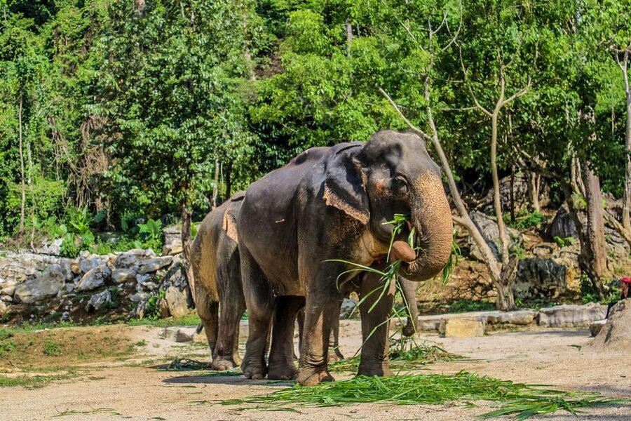 Krabi: Ao Nang Elephant Sanctuary Half-Day Tour - Price and value at about $70 per person: what you’re really paying for