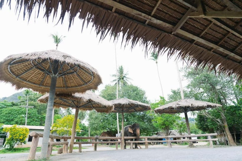 Krabi: Ao Nang Elephant Sanctuary Half-Day Tour - The English-speaking guide and the rescue context you actually need