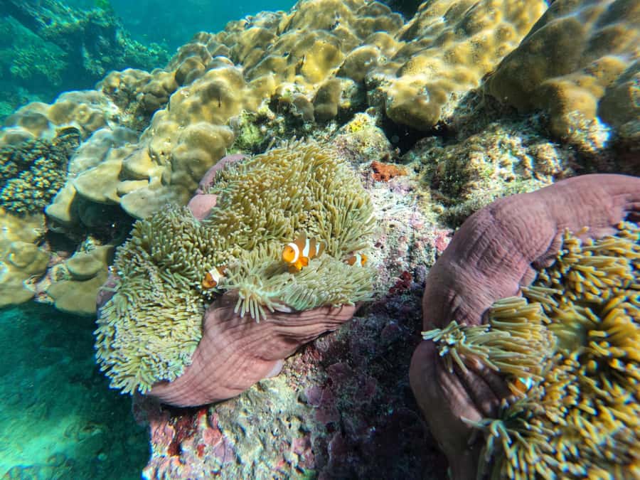 Krabi Aonang: Koh Rok & Koh Haa Snorkelling Day Trip + Lunch - Haa Island snorkeling at 13:40: the afternoon highlight