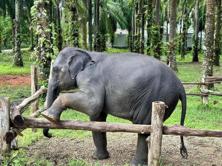 Krabi Elephant bathing and Atv adventure (30min/30min) - Should you book it?