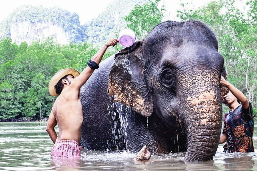Krabi: Elephant Bathing Session at Krabi Elephant Shelter - What to Bring (Since Towel and Water Shoes Are Not Included)